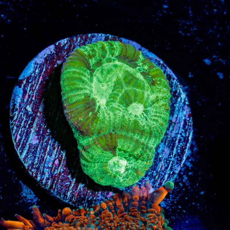 Green Lantern Favia