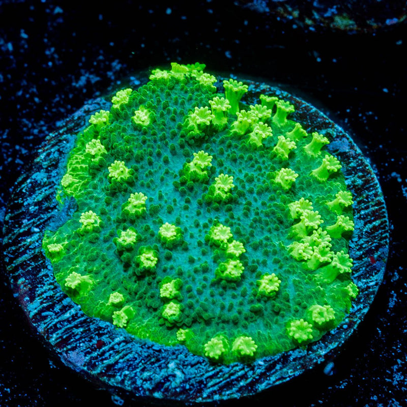 Palm Coast Astreopora