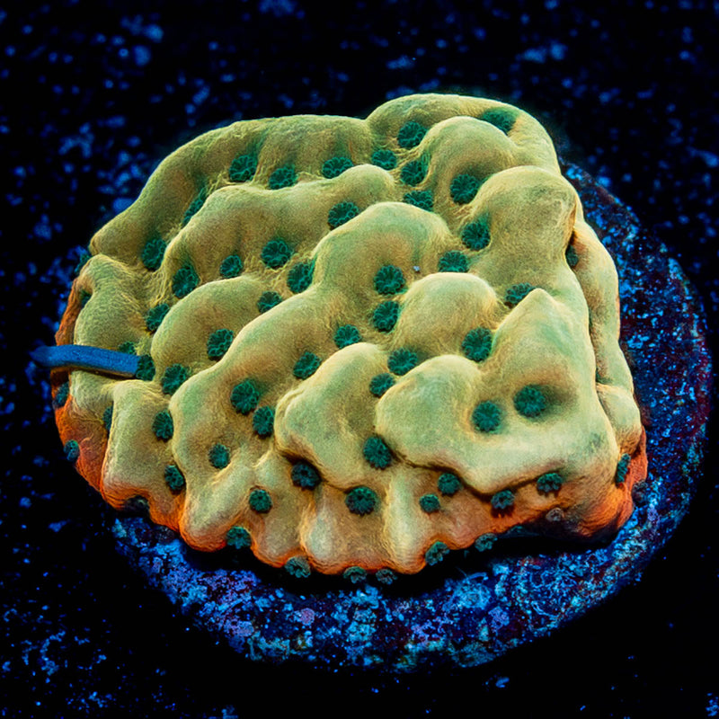 Alter Ego Montipora
