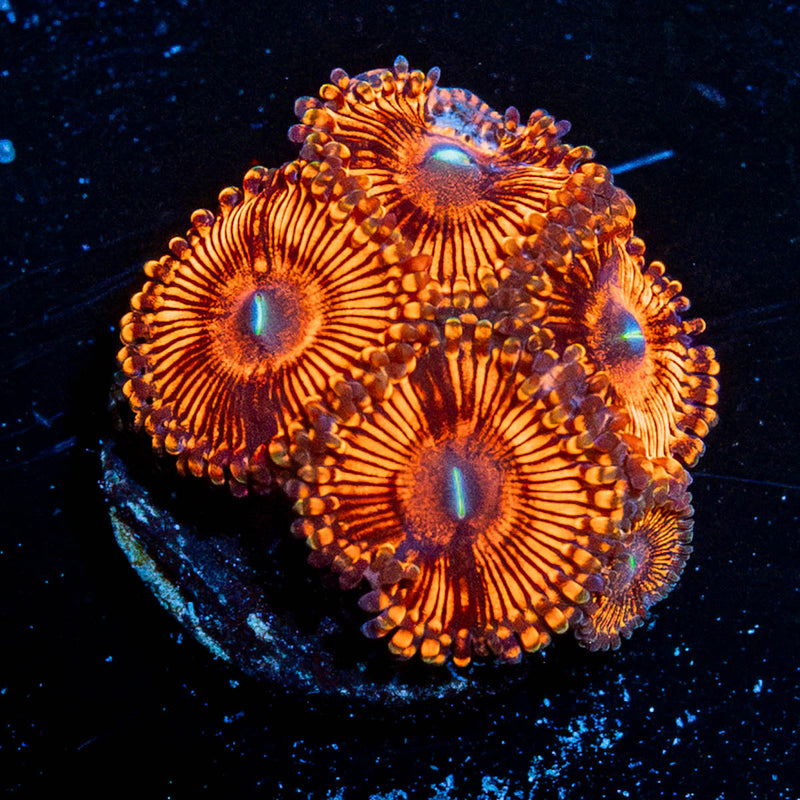 Hells Bells Zoanthid