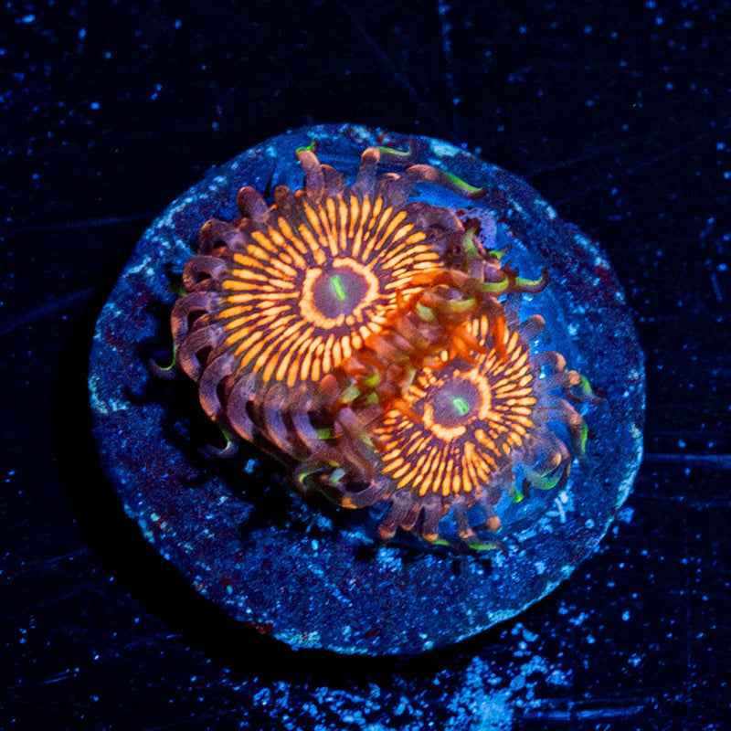 Aztec Warrior Zoanthid