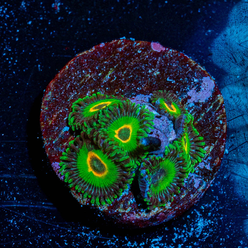 Ultimate Rastas Zoanthid