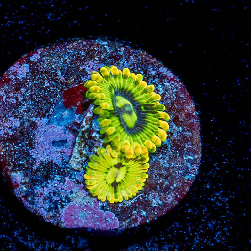 Rainbow Yoda's Zoanthid