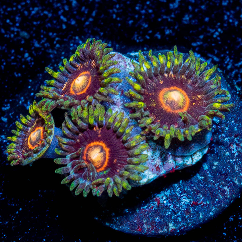 Jawbreaker Hornets Zoanthid