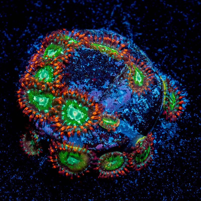 Valyrian Steel Zoanthid