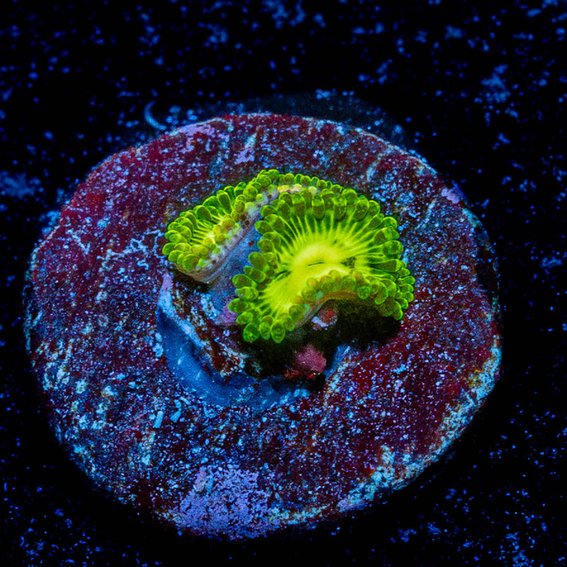 Emerald Muals Zoanthid