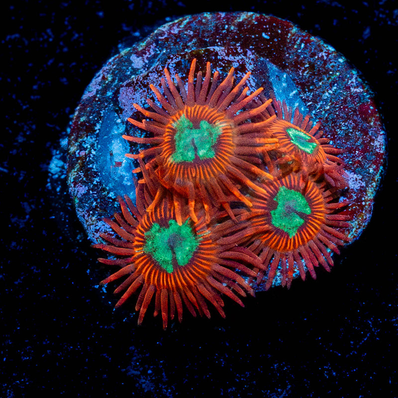 Calypsos Zoanthid