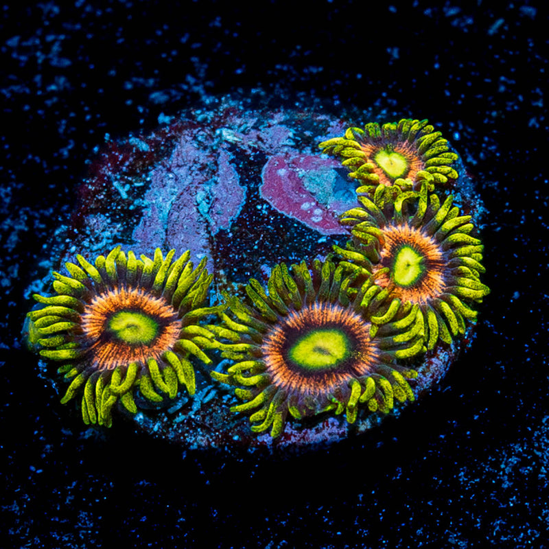 Kamikaze Zoanthid