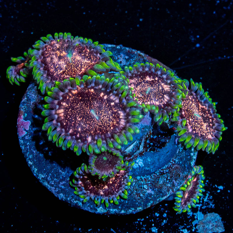 Space Jam Zoanthid