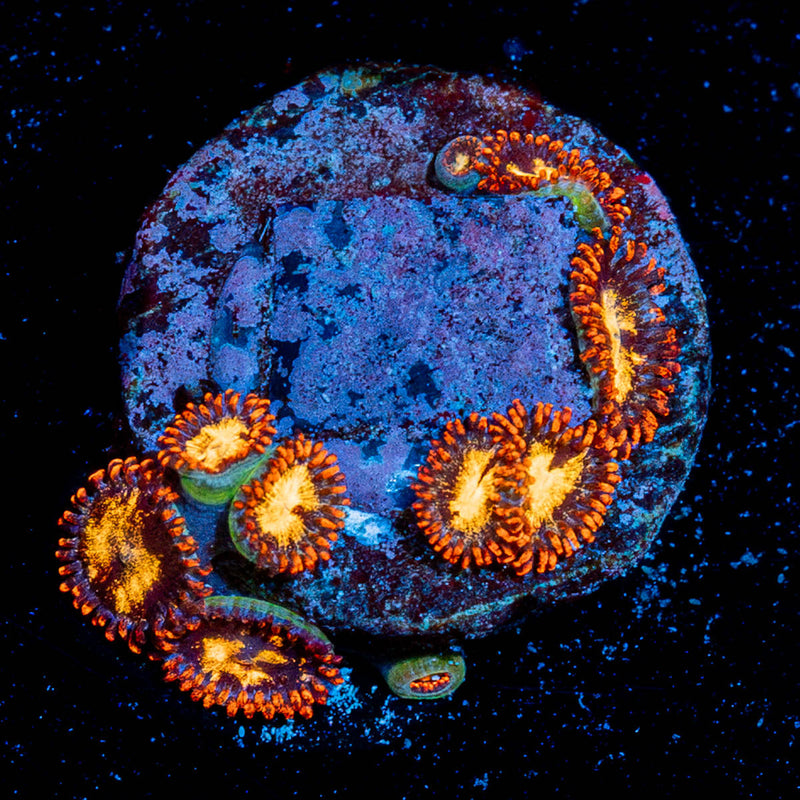 Firecracker Zoanthid