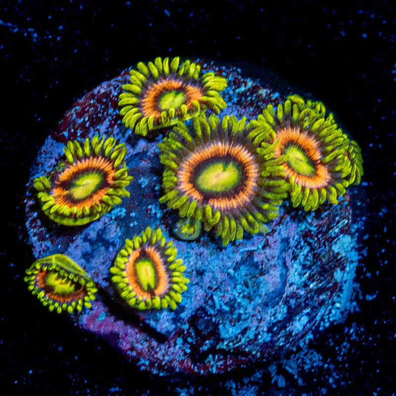 Kamikaze Zoanthid
