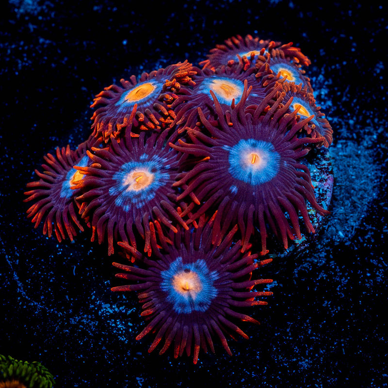 Stitches Zoanthid
