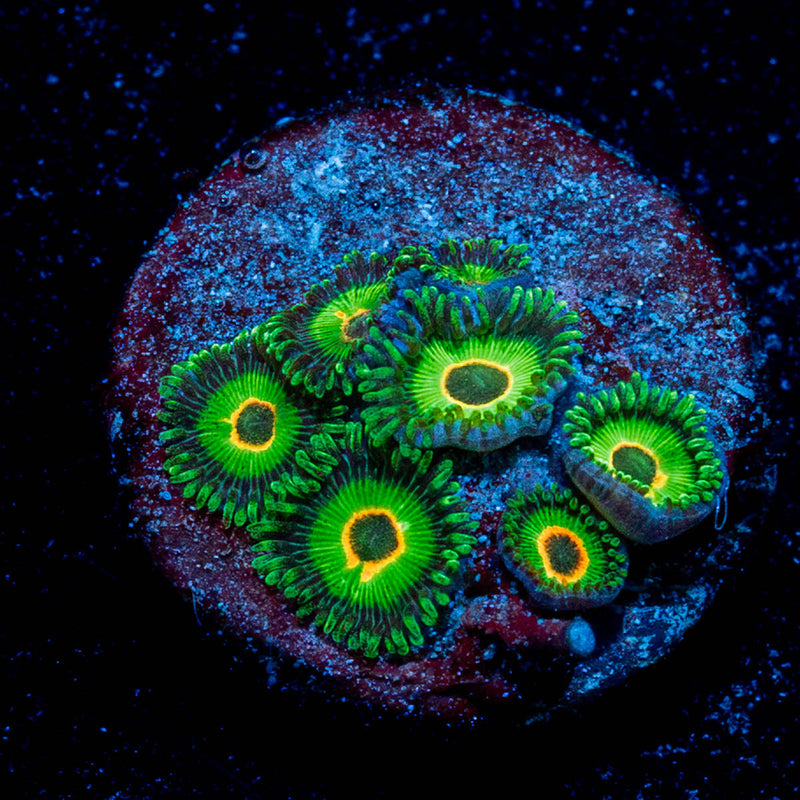 Ultimate Rastas Zoanthid