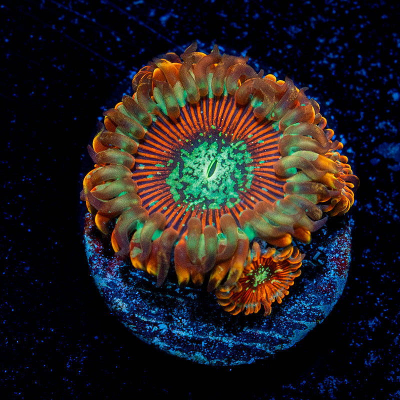 Ultimate Magicians Zoanthid