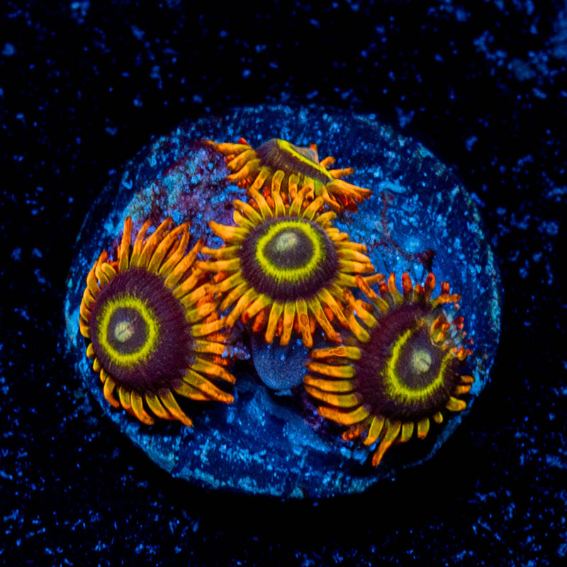 Rainbow Hornets Zoanthid