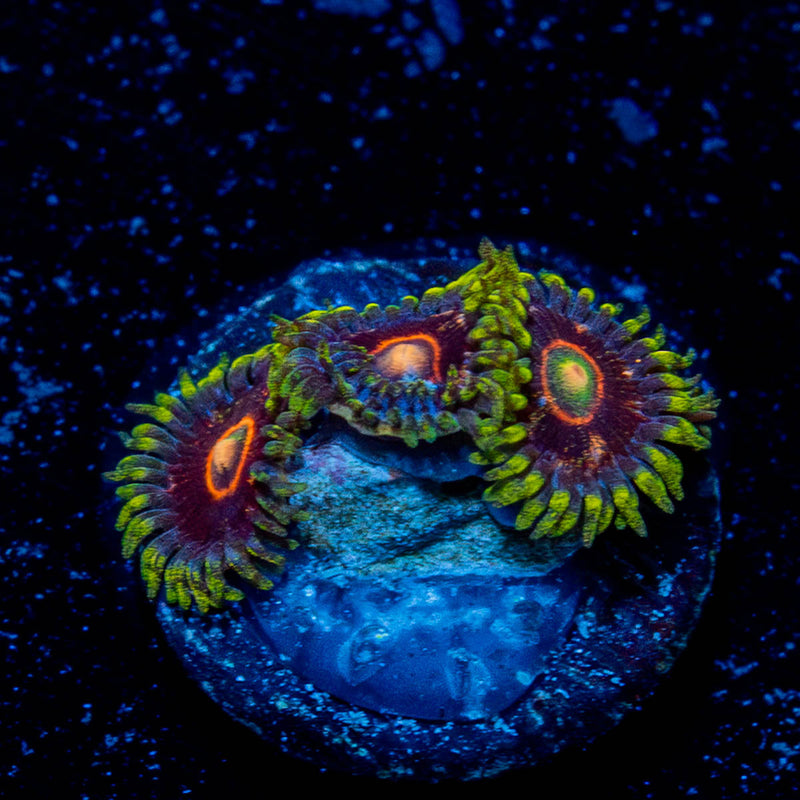 Jawbreaker Hornets Zoanthid