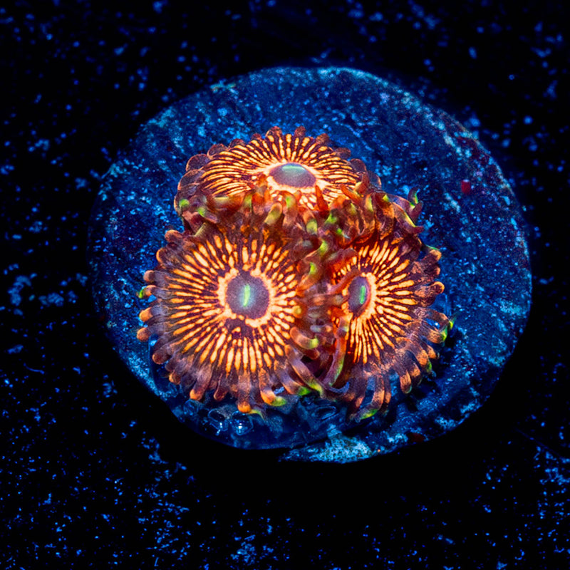 Aztec Warrior Zoanthid