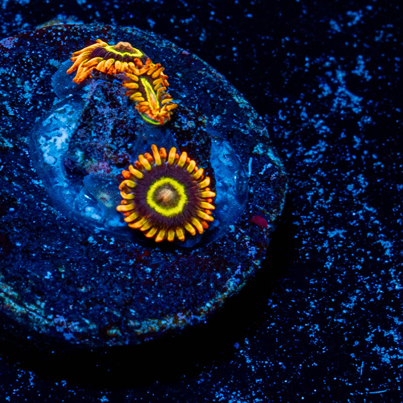 Jawbreaker Hornets Zoanthid