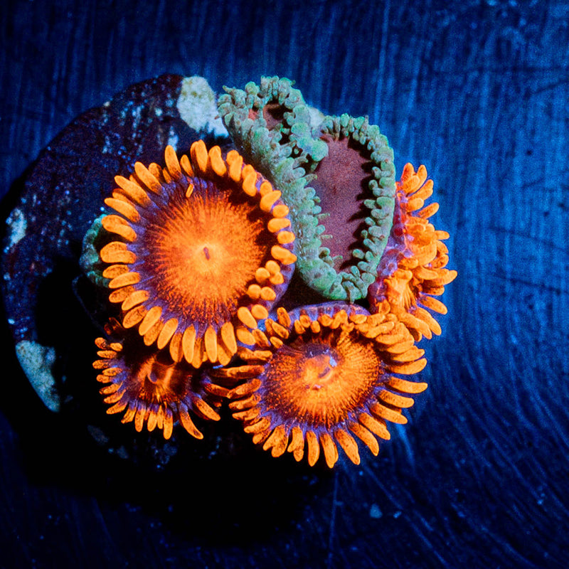 Orange Bam Bam Zoanthid