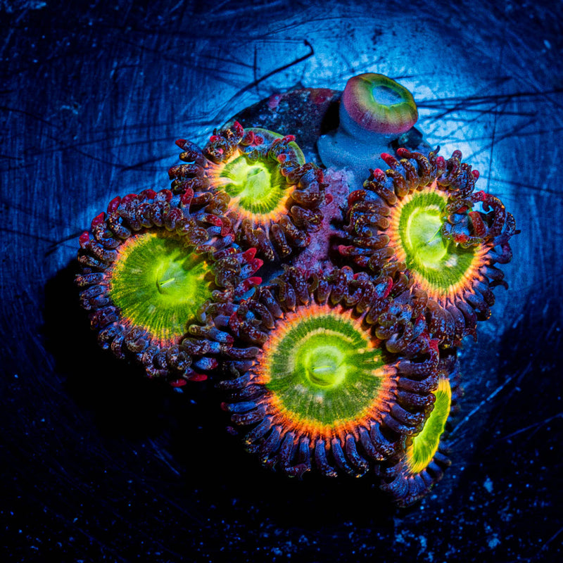 Funny D's Zoanthid