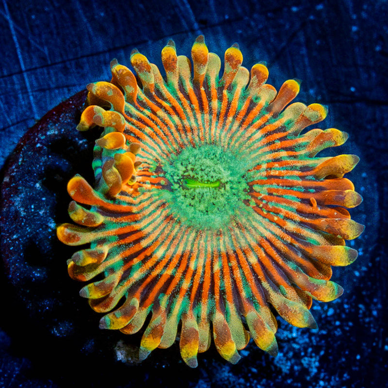 Ultimate Magicians Zoanthid
