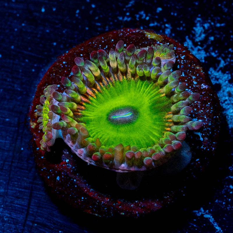 Candy Apple Green Zoathid