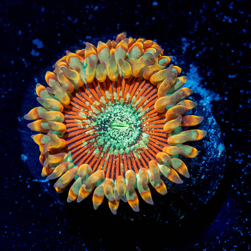 Ultimate Magicians Zoanthid