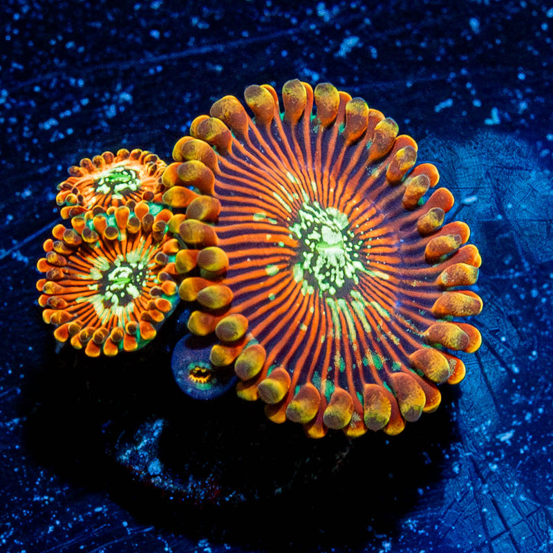 Ultimate Magicians Zoanthid