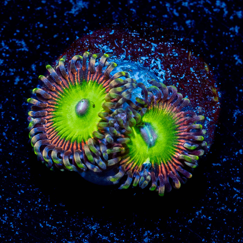 Candy Apple Green Zoathid