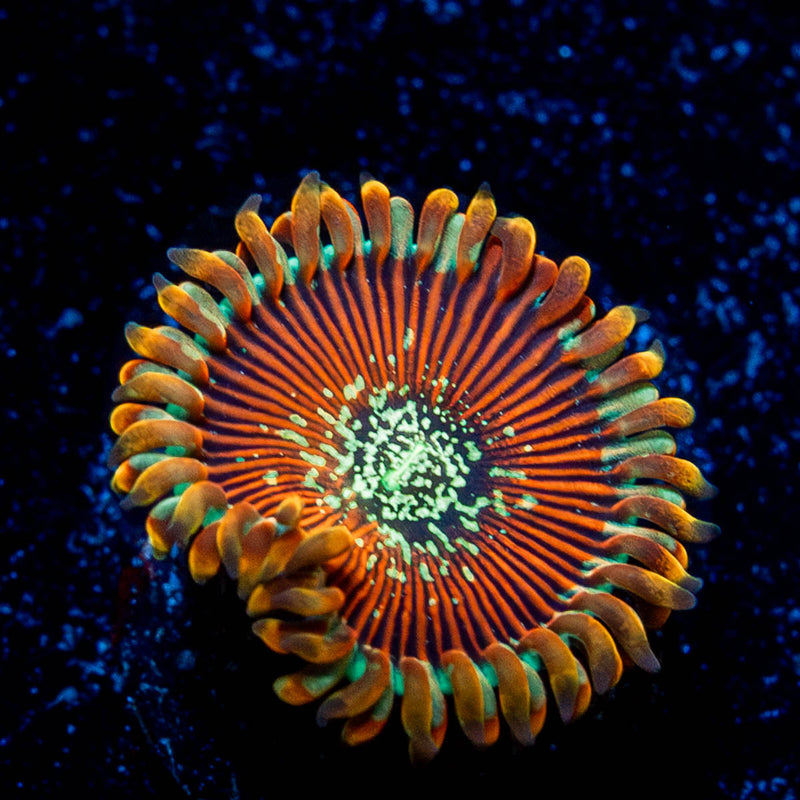 Ultimate Magicians Zoanthid