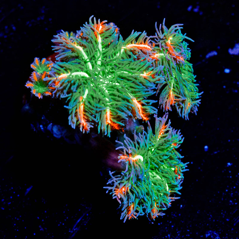 ARC FireWork Clove Polyps