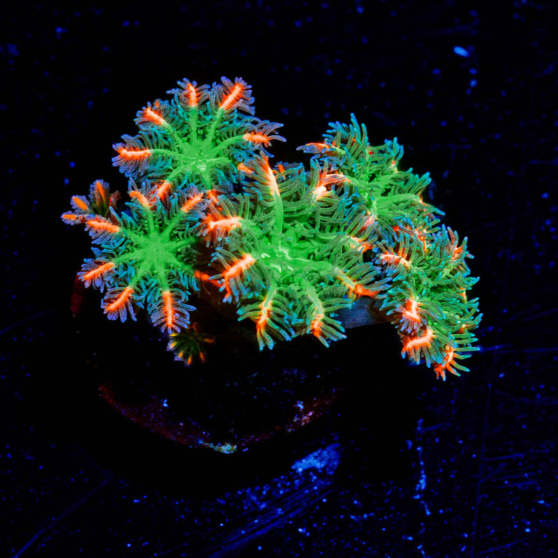 ARC FireWork Clove Polyps