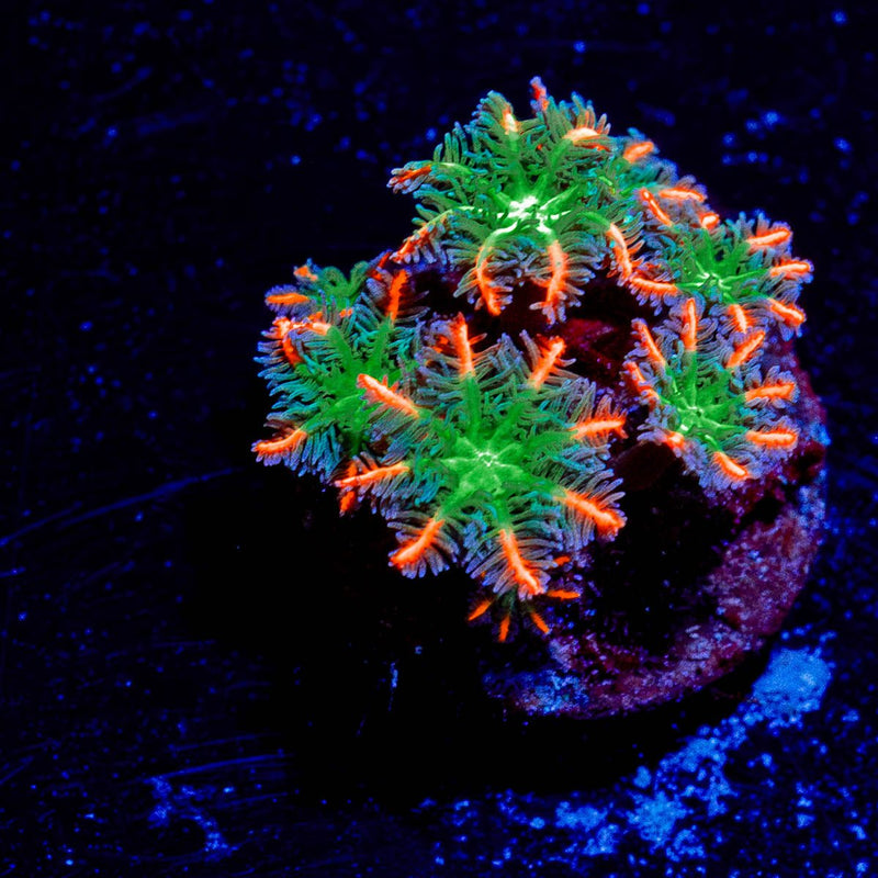 ARC FireWork Clove Polyps