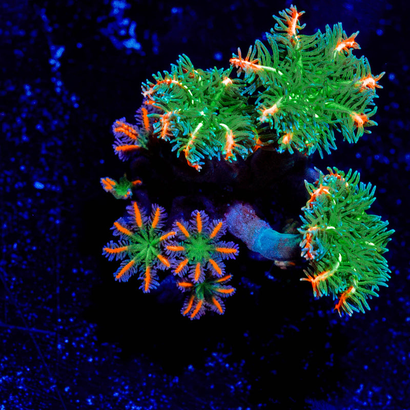 ARC FireWork Clove Polyps