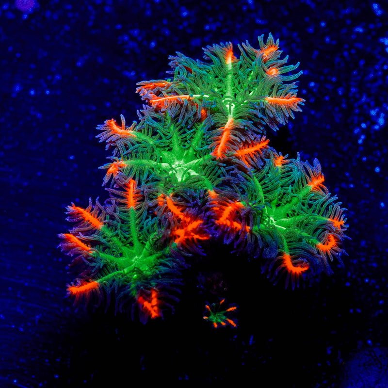 ARC FireWork Clove Polyps