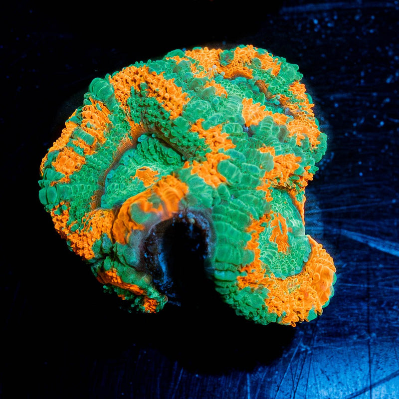 Tony the Tiger Acan