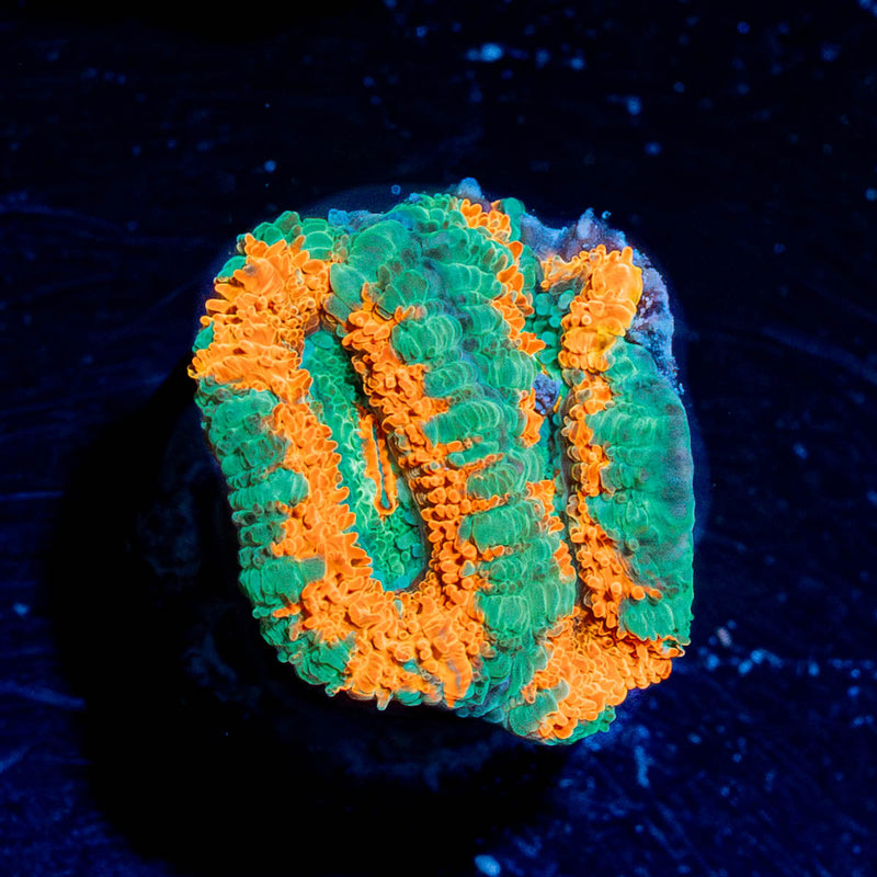 Tony the Tiger Acan