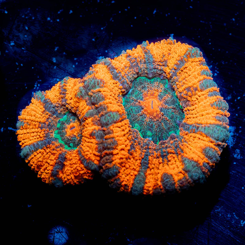 Valkyrie Acan