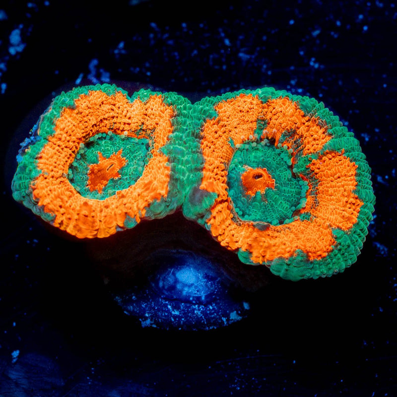 Pit Viper Acan