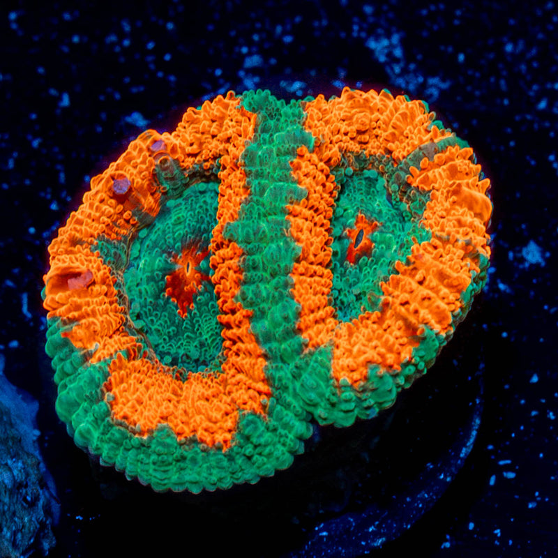 Pit Viper Acan