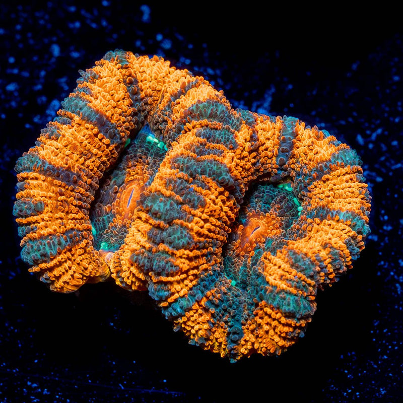 Valkyrie Acan