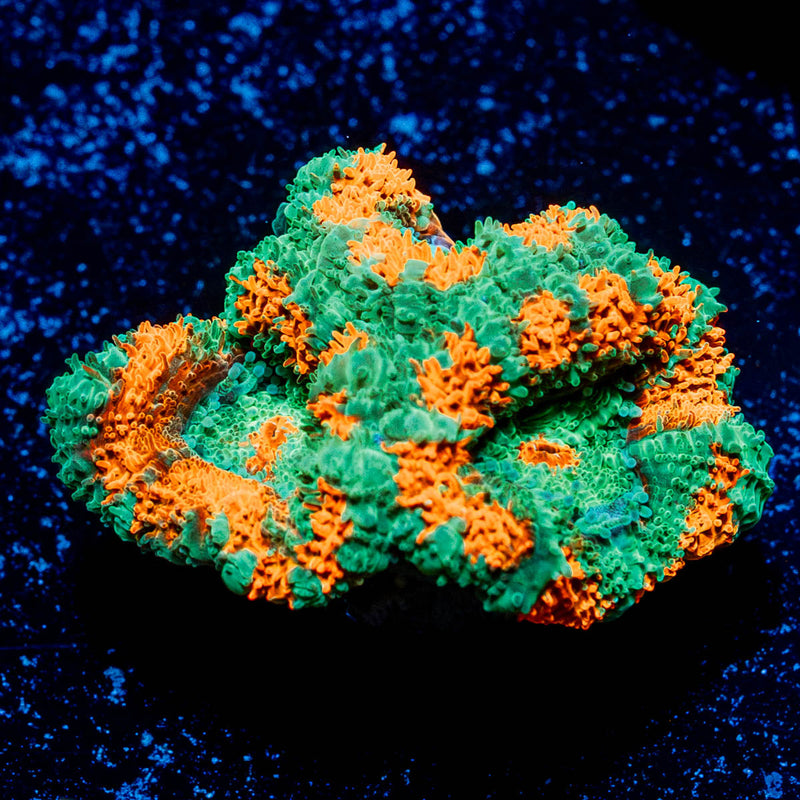 Tony the Tiger Acan