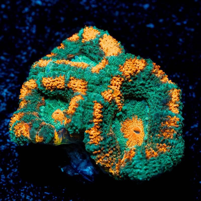 Pit Viper Acan