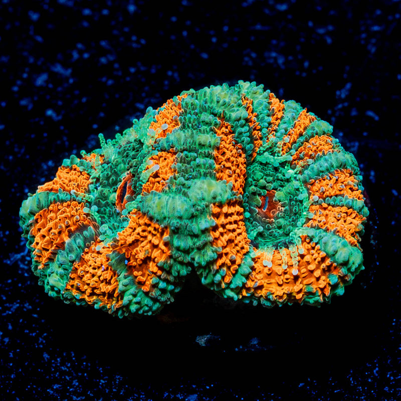 Tony the Tiger Acan