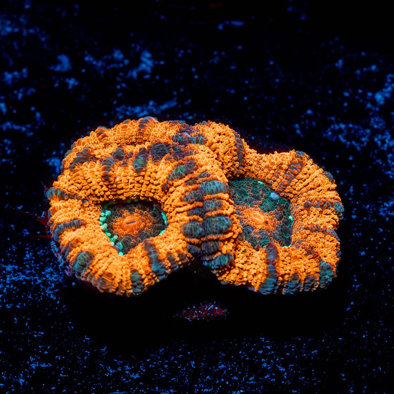 Valkyrie Acan