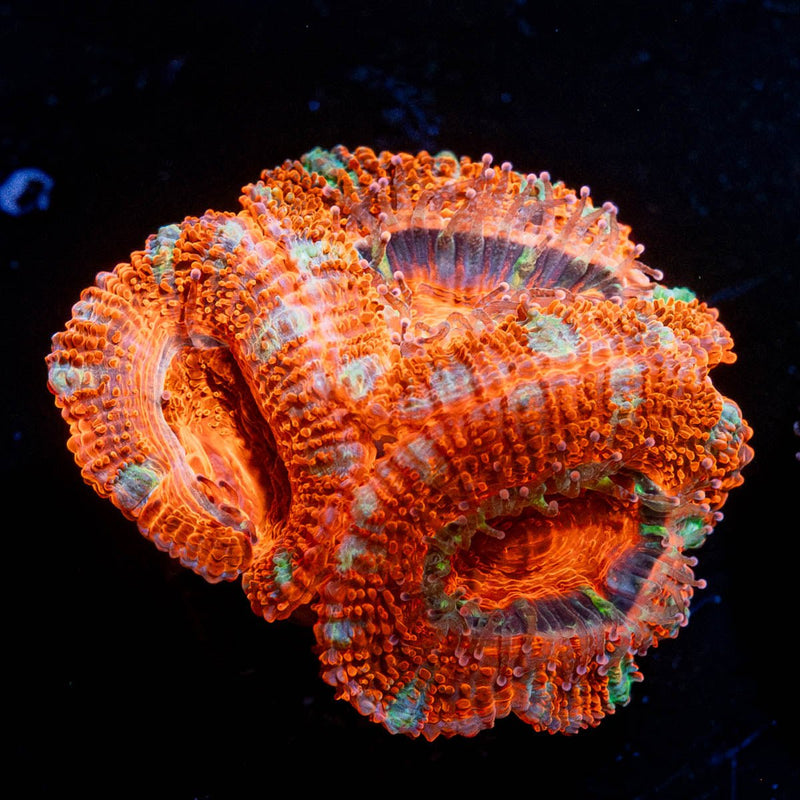 Acan / Micromussa