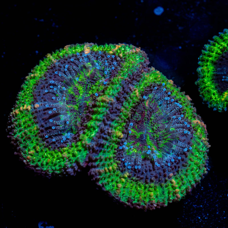 Acan / Micromussa