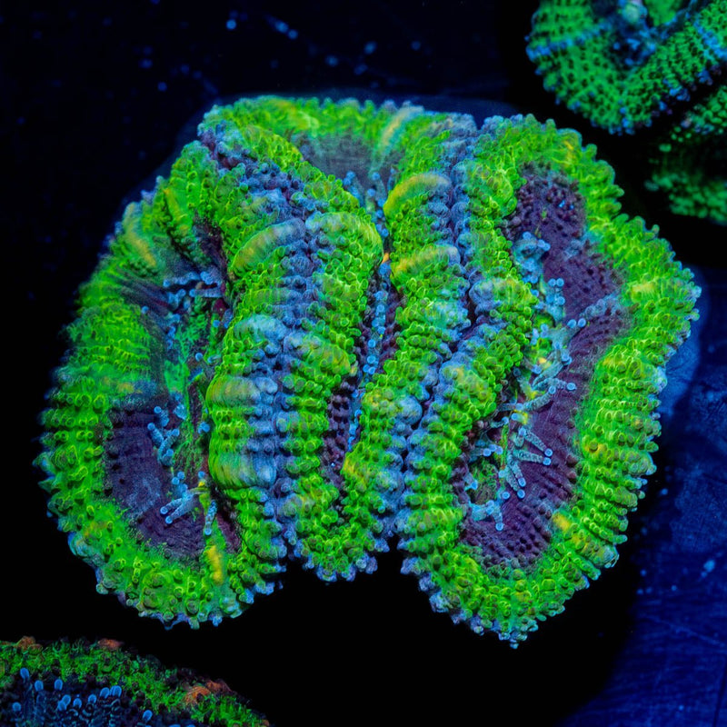 Acan / Micromussa