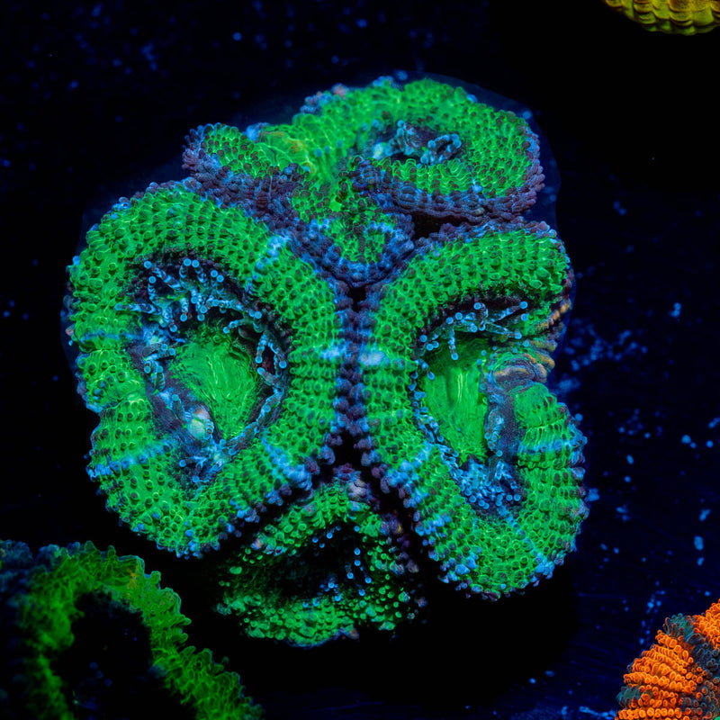 Acan / Micromussa