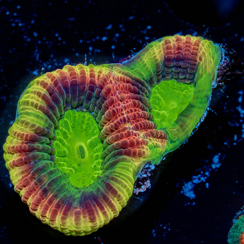 Acan / Micromussa